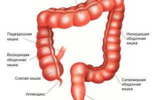 Толстая кишка