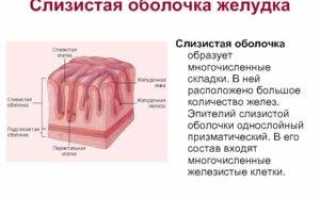 Эпителий слизистой оболочки желудка