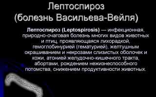 Диагностика лептоспироза