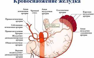 Артериальное кровоснабжение желудка