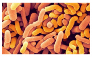 Бактерия Bifidobacterium breve