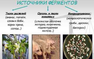 Какие продукты улучшают пищеварение