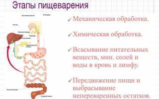 Пищеварение: механическая и химическая обработка