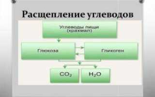 Как расщепляются углеводы