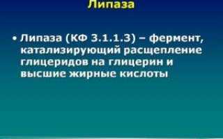 Основные ферменты пищеварительной системы