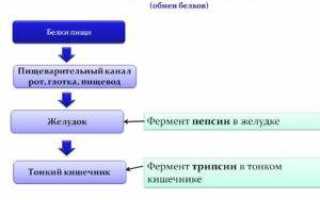 Расщепление белков при пищеварении