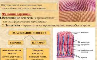 Строение и функции кишечных ворсинок