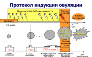 Короткий эко протокол при эндометриозе