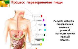 Желудок плохо переваривает пищу