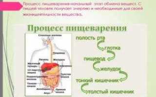 Пищеварение и обмен веществ