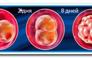 Развитие эмбрионов после переноса по дням после эко