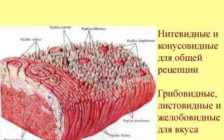 Язык строение, функции и анатомия