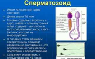 Как улучшить спермограмму народными средствами