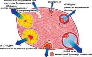 Как растут фолликулы при стимуляции