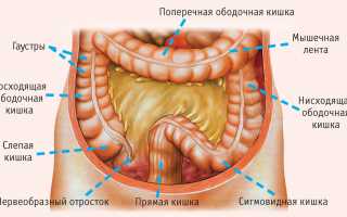 Анатомия сигмовидной кишки