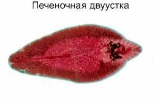 Печеночный клещ