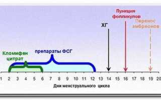 Протоколы ЭКО по дням: длинный или короткий протокол