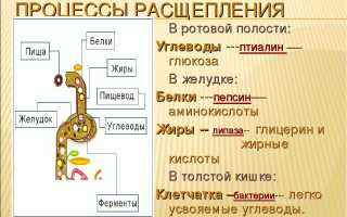 Процесс расщепления компонентов пищи