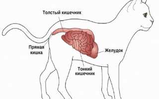 Кишечная непроходимость и язвы ЖКТ у кошек