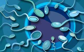 Как сделать малоподвижные сперматозоиды активными
